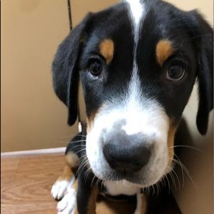 Meet your Posher, Amber